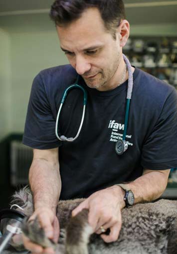 Veterinarian working with an animal patient